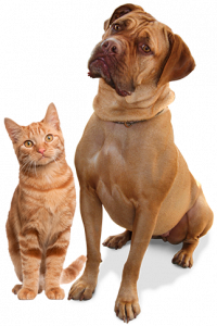 Danzalin Pet Boarding Prices Per Day 