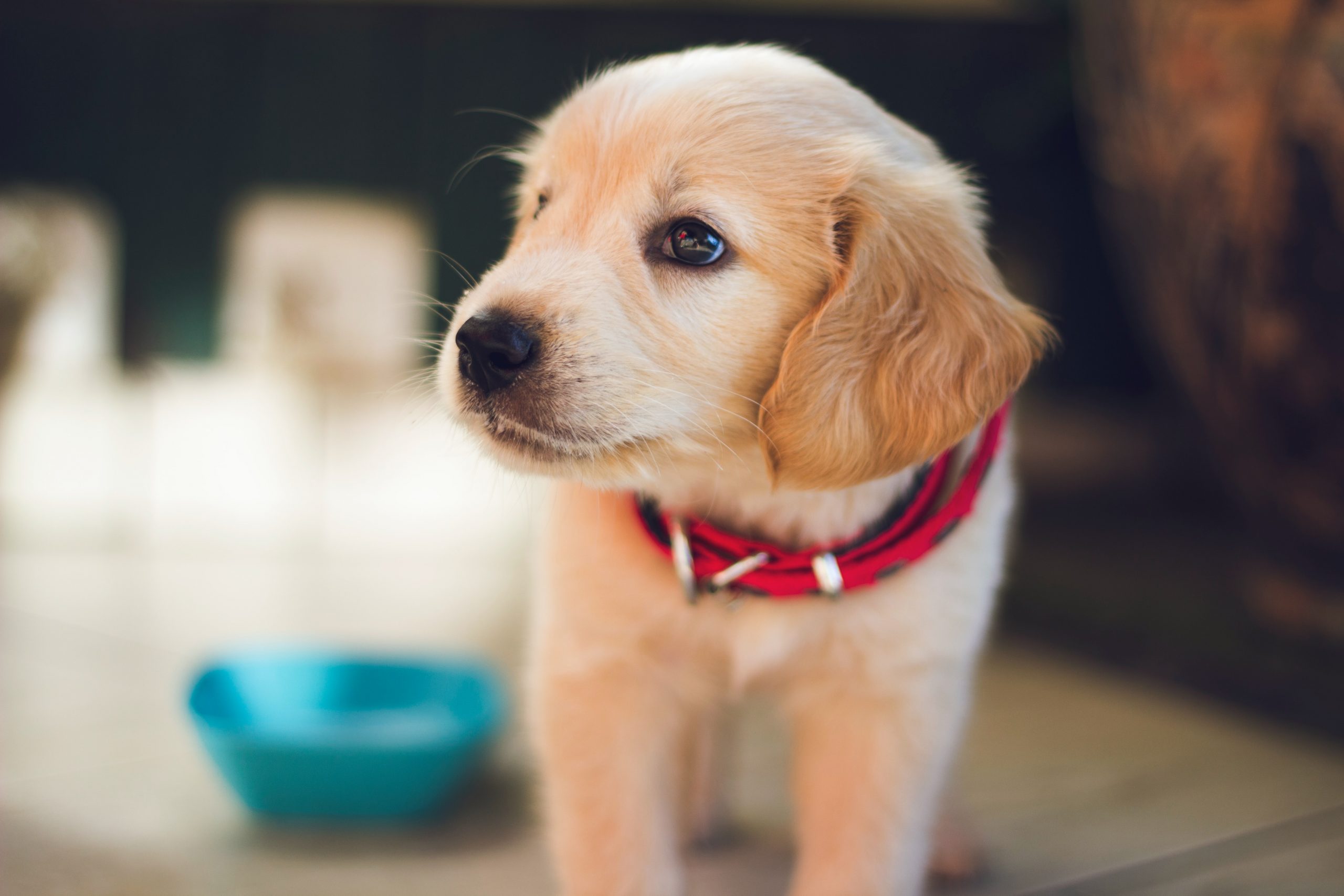 Dog Kennels in Perth for Small Dogs