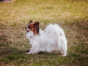 Perth Boarding Kennels for Papillon