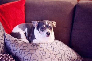 Small Dog Kennels In Bull Creek Chihuahuas