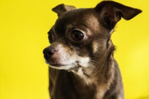 boarding kennels for chihuahuas