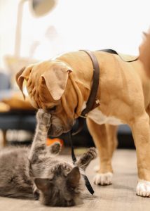 Perth's Best Cat Boarding and Dog Kennels