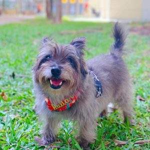 Dog Kennels Nedlands Cairn Terrier