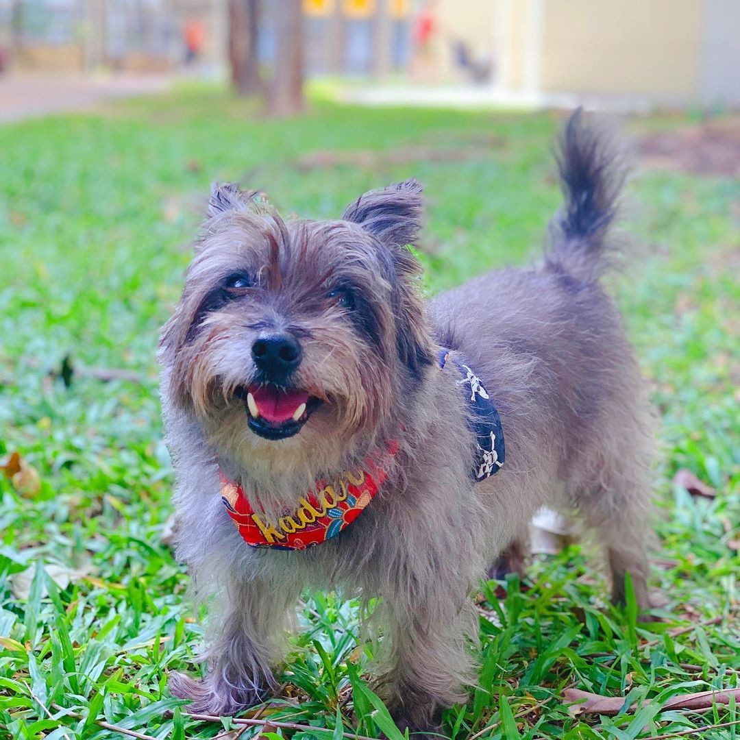 Dog Kennels Nedlands Cairn Terrier
