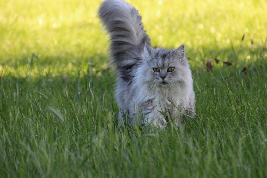 Persian Cat