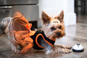 Dog Kennels Nedlands Cairn Terrier