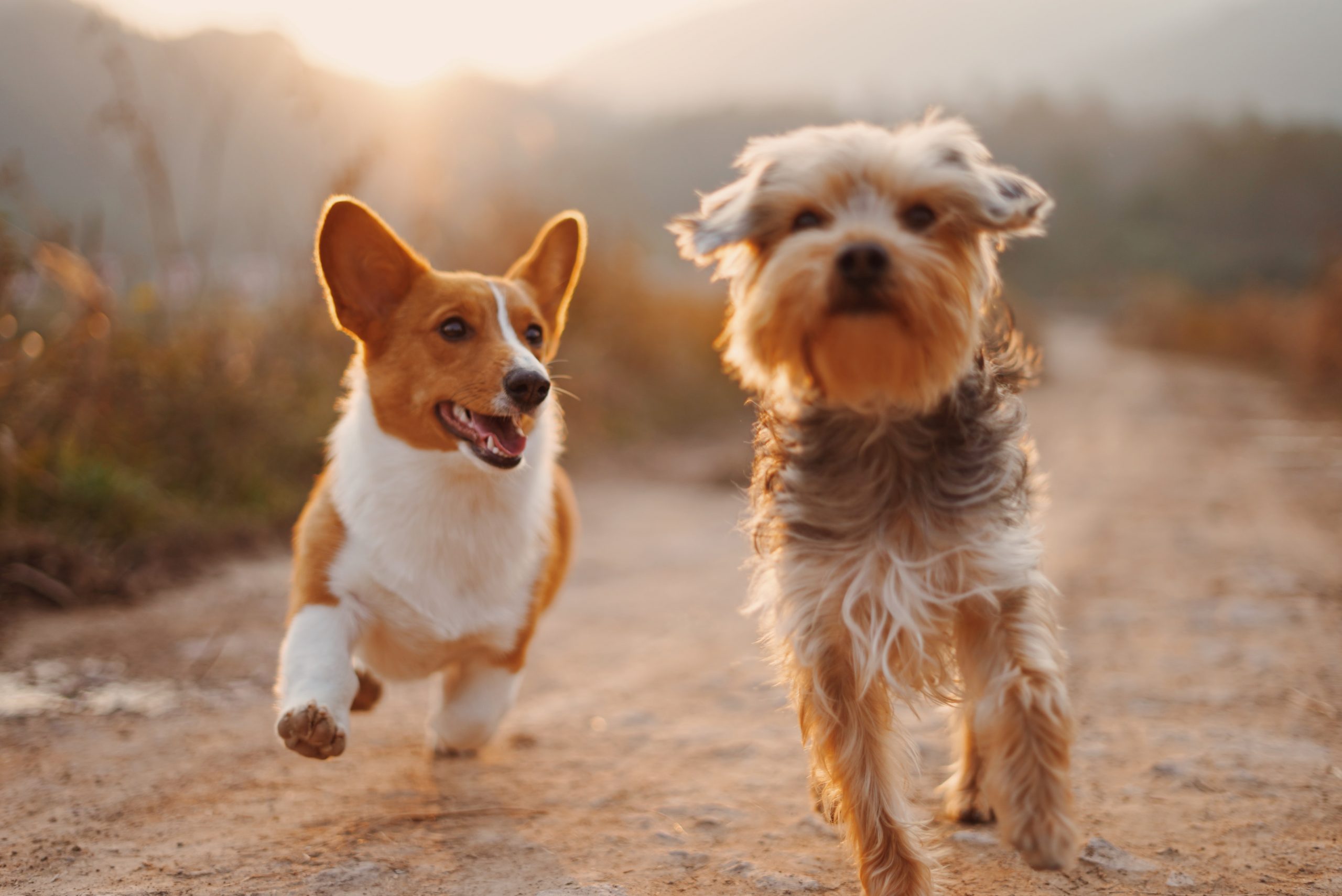 Dog Kennels Fremantle Beagles