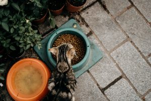 Perth guide to great cat food