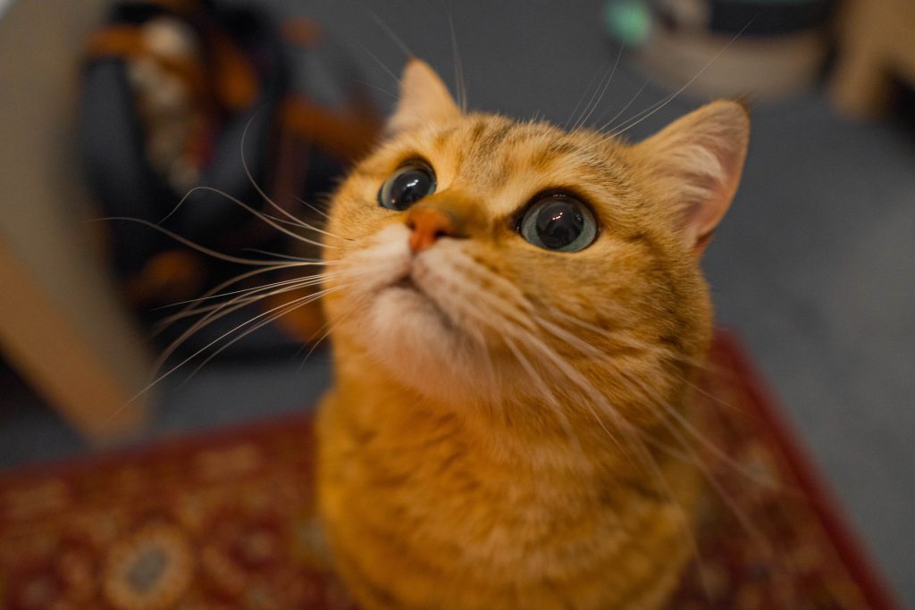 Catteries in Perth