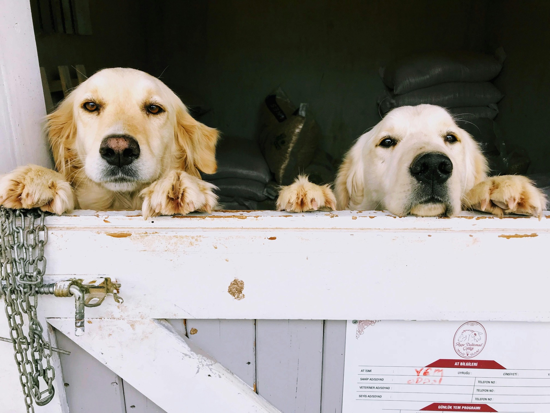 Perth dog kennels 10 things to look for in a Kennel