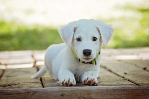 small dogs perth kennels