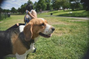 beagle dog kennels