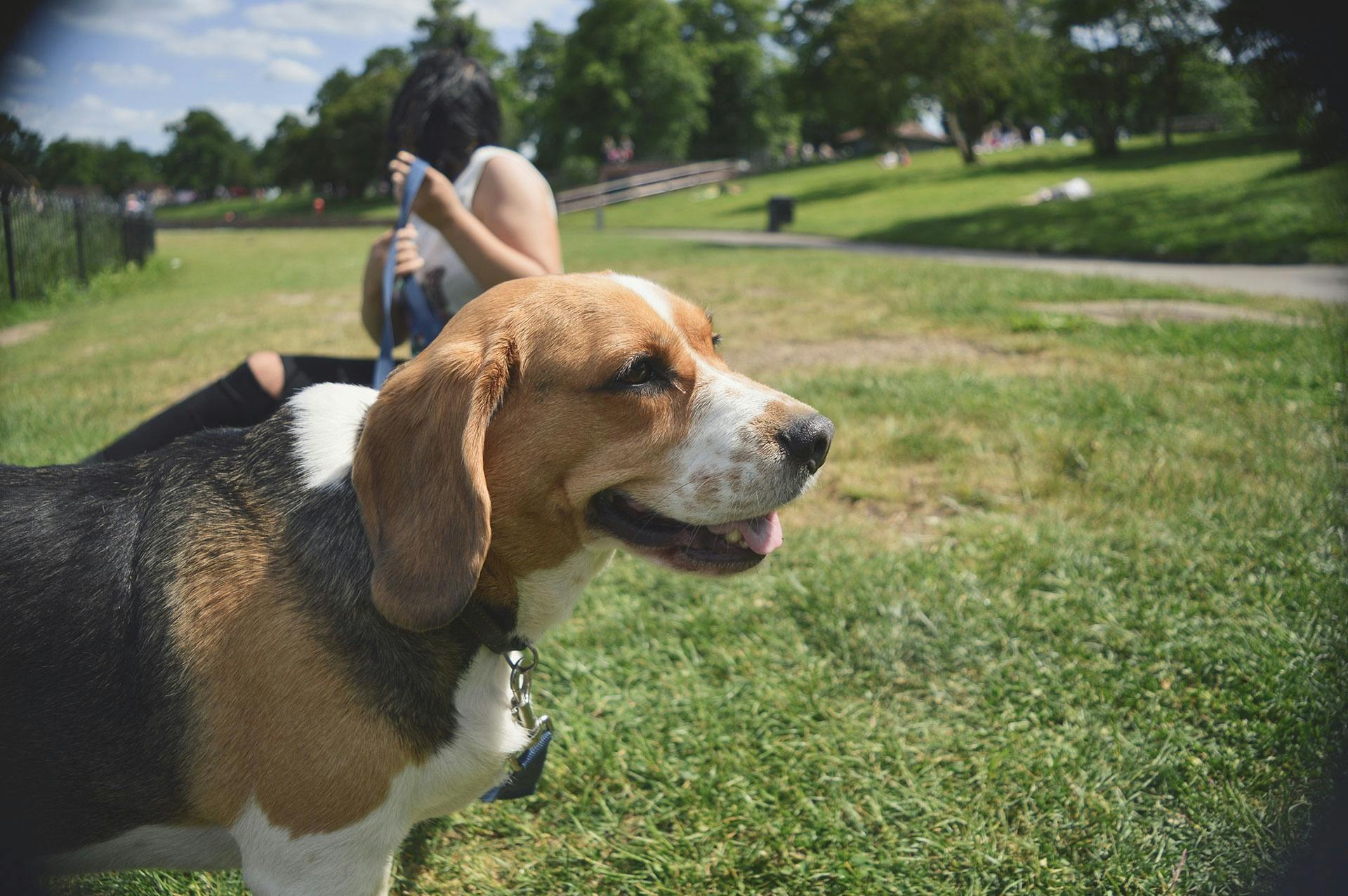 beagle dog kennels