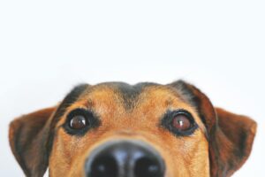 Dogs Vaccinations