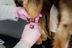 Vaccinations and Protection for your dog