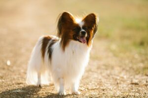Perth Boarding Kennels for Papillon