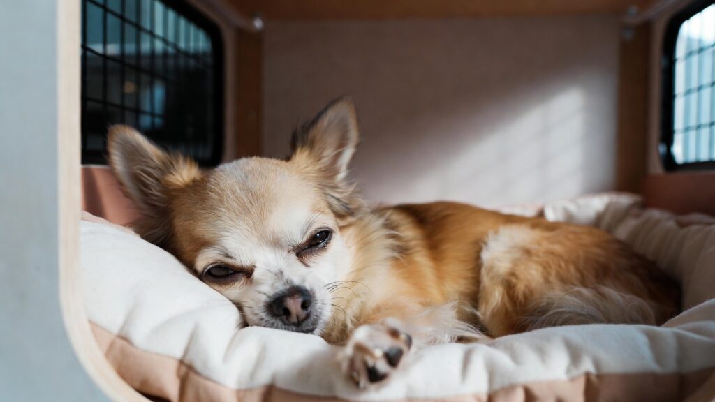 Small Dog Kennels In Bull Creek Chihuahuas