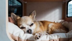 Small Dog Kennels In Bull Creek Chihuahuas