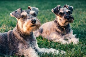 Dog Kennels Nedlands Cairn Terrier