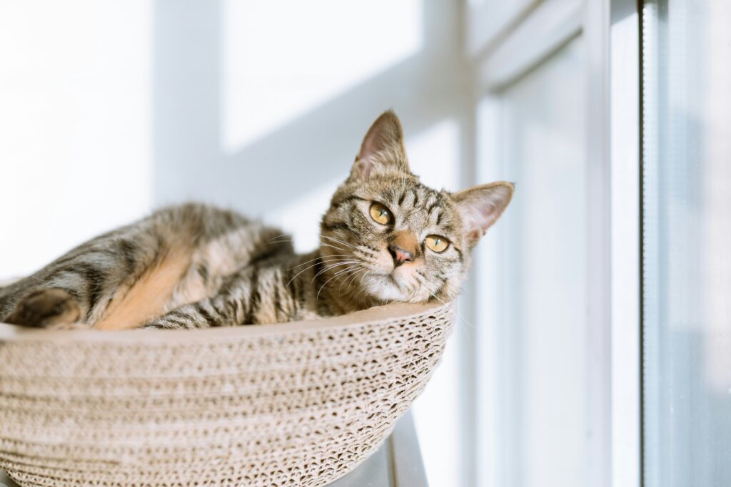best cattery perth