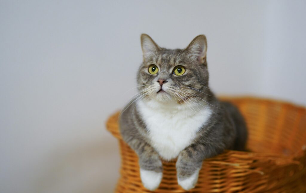 cattery in perth