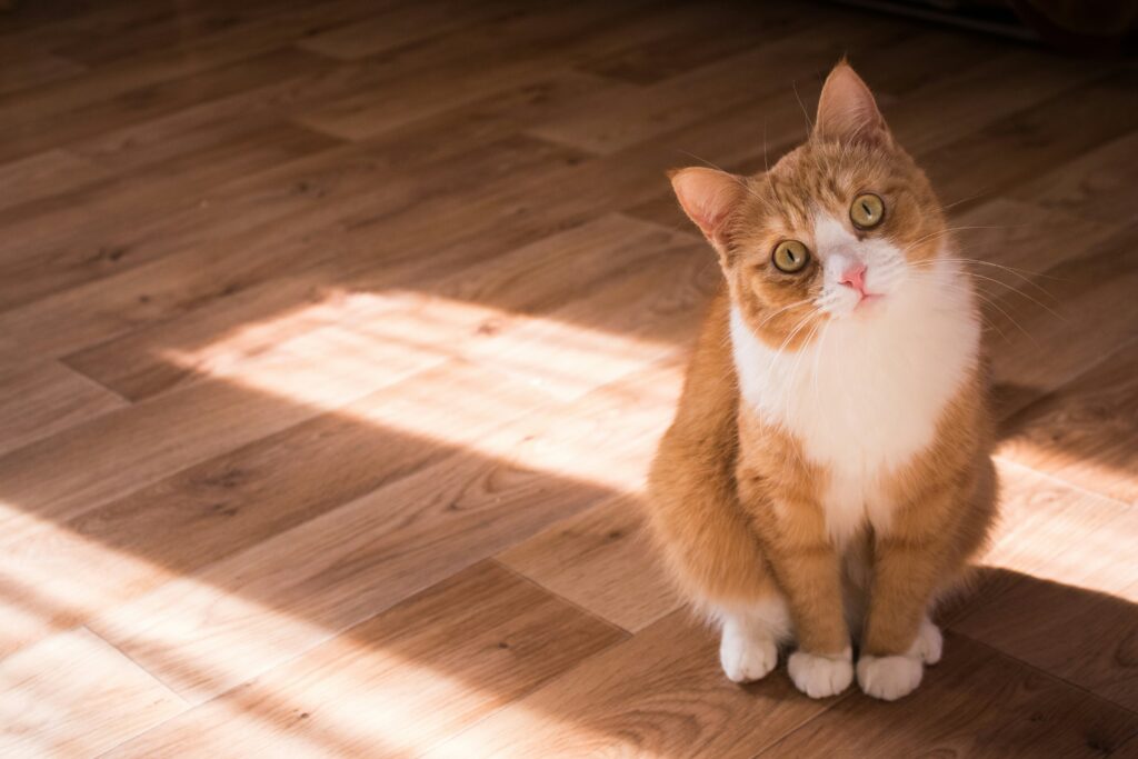 cattery in perth