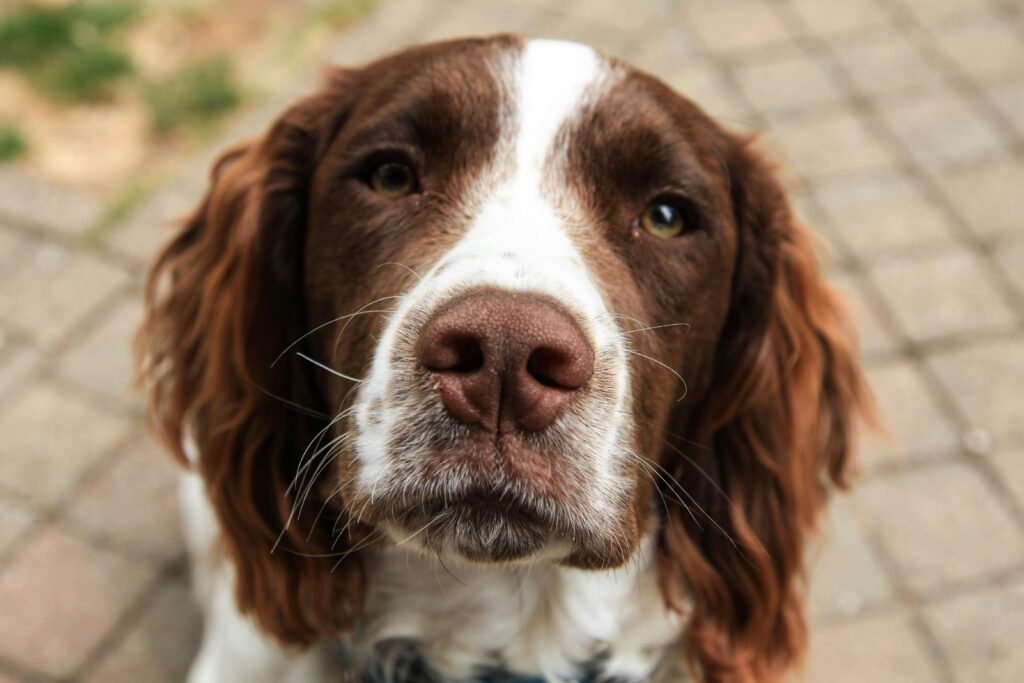 Winter Skin Problems in Perth Dogs