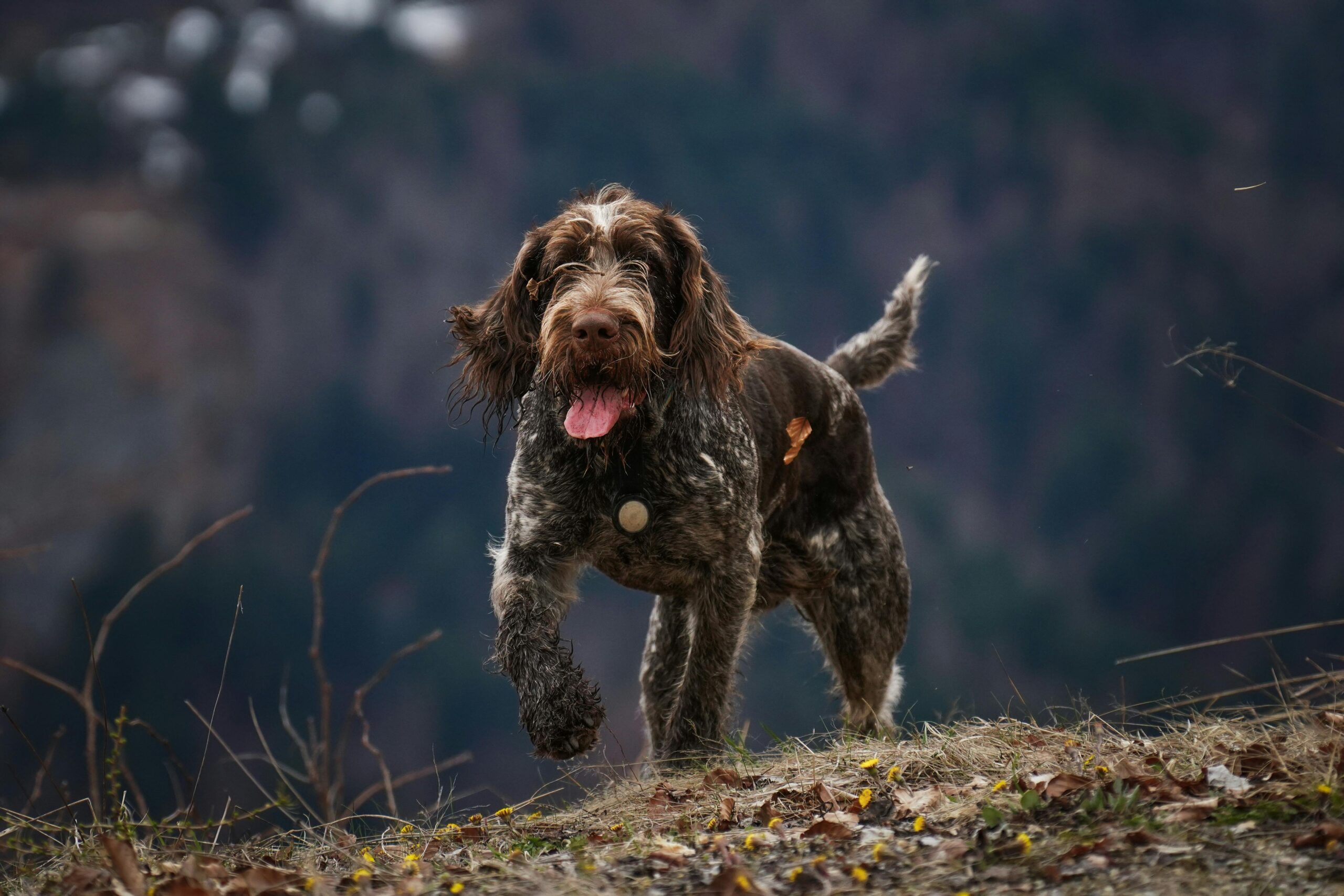 griffon dog kennels