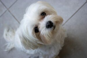 Small Dog Kennels in Perth Round-headed Japanese Chin