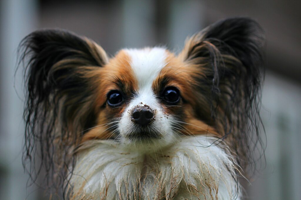 Dog Kennels Perth