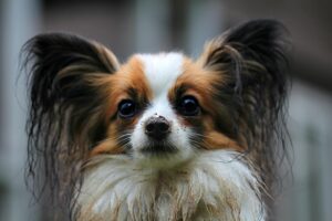 Dog Kennels Perth