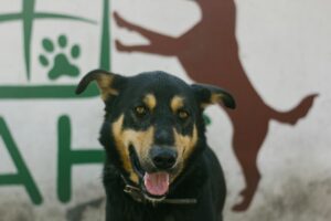 things to look for in a Kennel