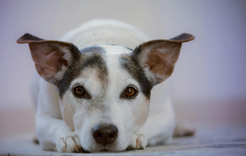 dog kennel care