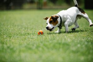 pet insurance guide dogs