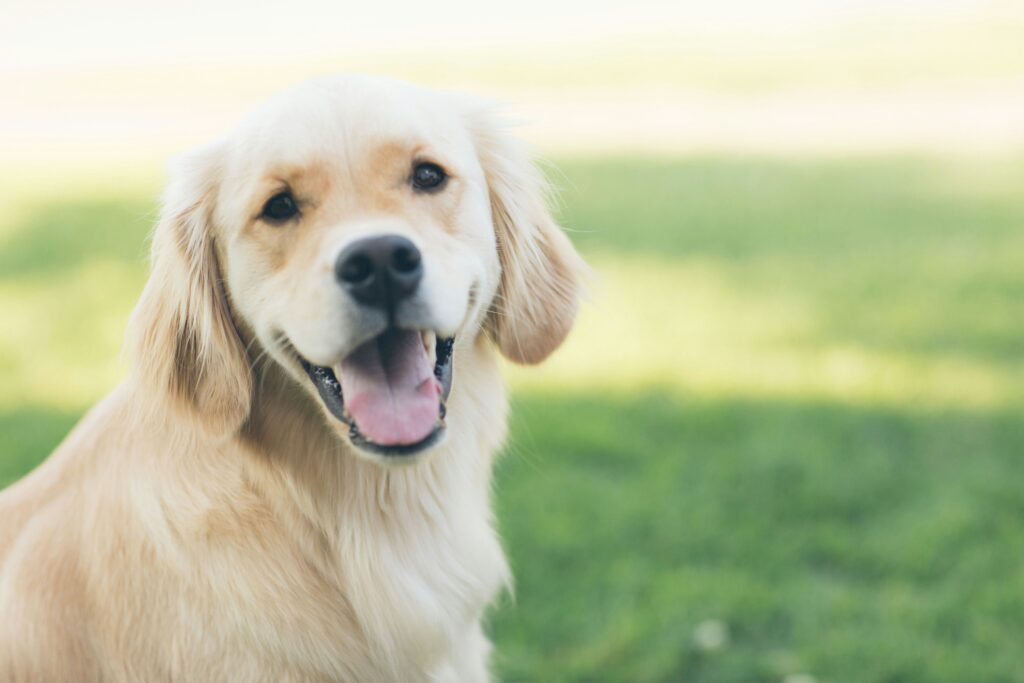 dog kennels in perth