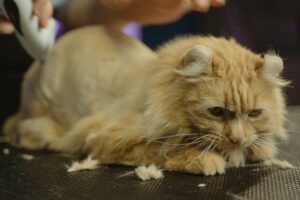 Cattery Northern Southern Suburbs