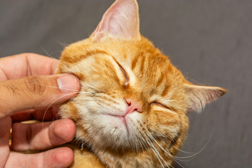 cat holiday home perth