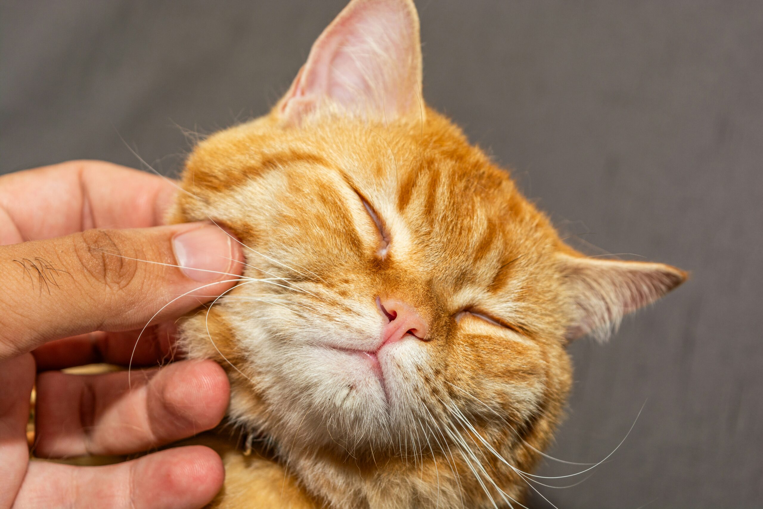 cat holiday home perth