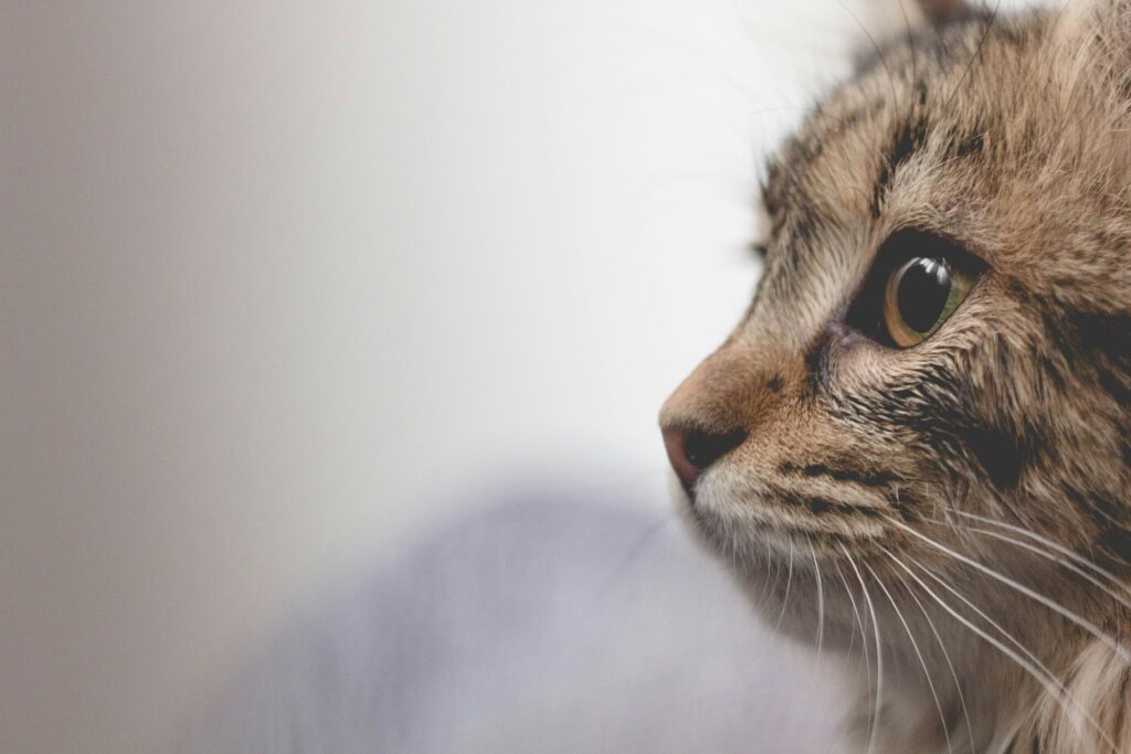 cat care tips