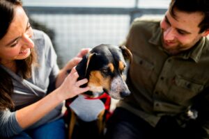 preparing your dog for boarding