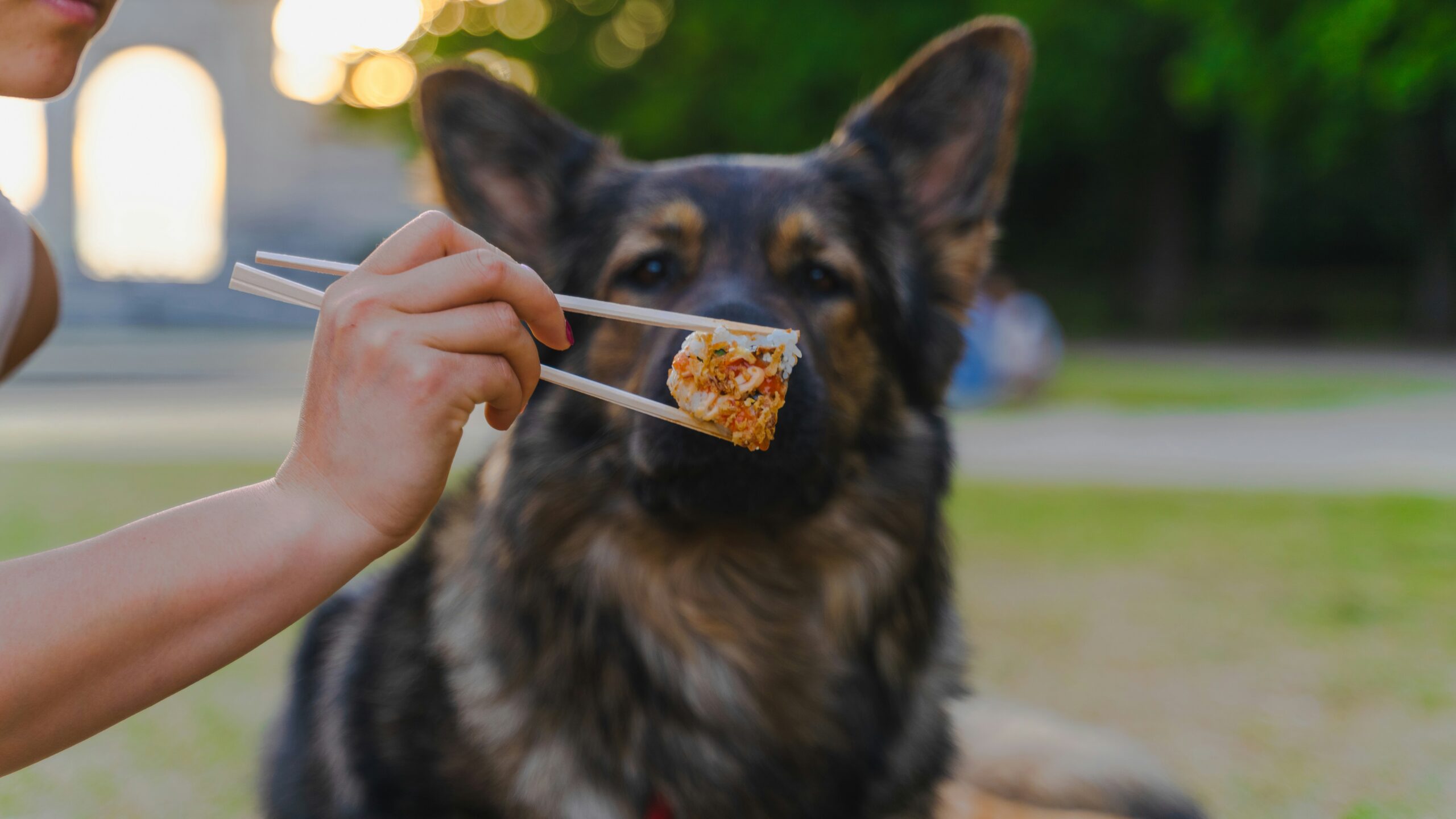 perfect diet for dogs