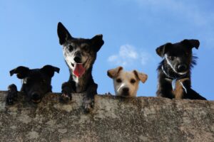 Dog & Kennels Boarding in Perth