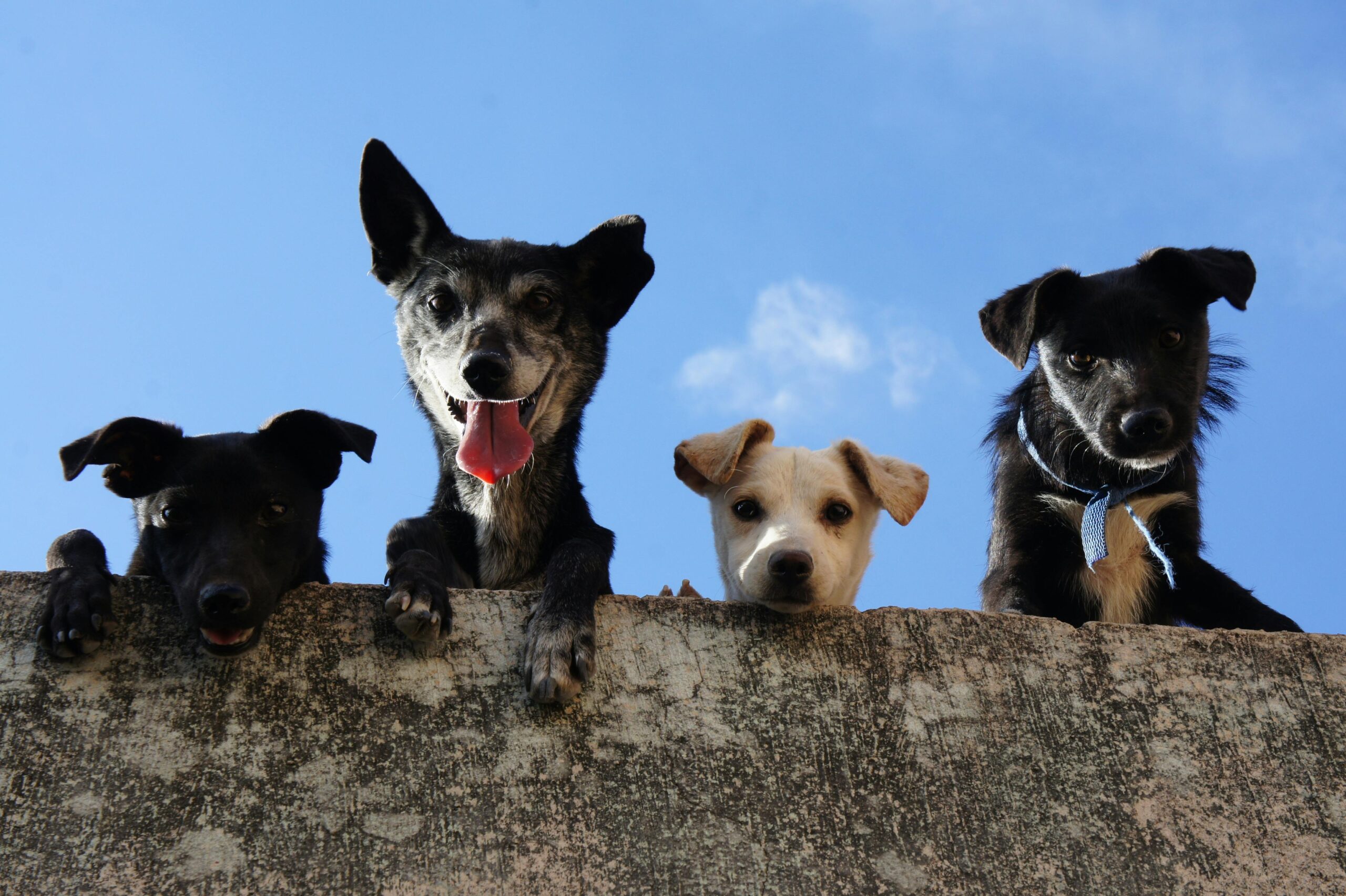 Dog & Kennels Boarding in Perth