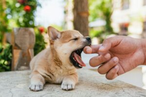 Kennel Cough