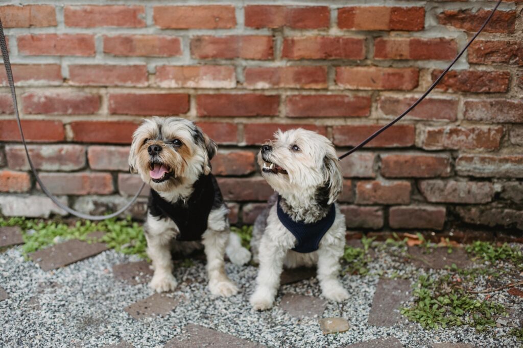 Kennels in Perth for little dogs