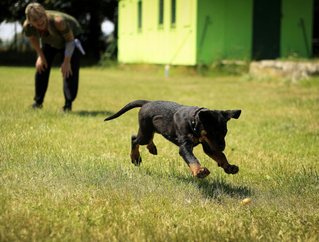 playing with dog