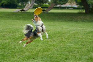 dog boarding in south perth