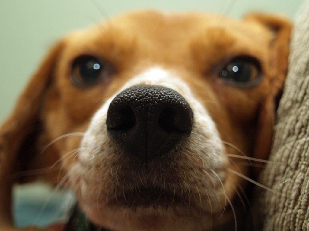 beagle dog kennels