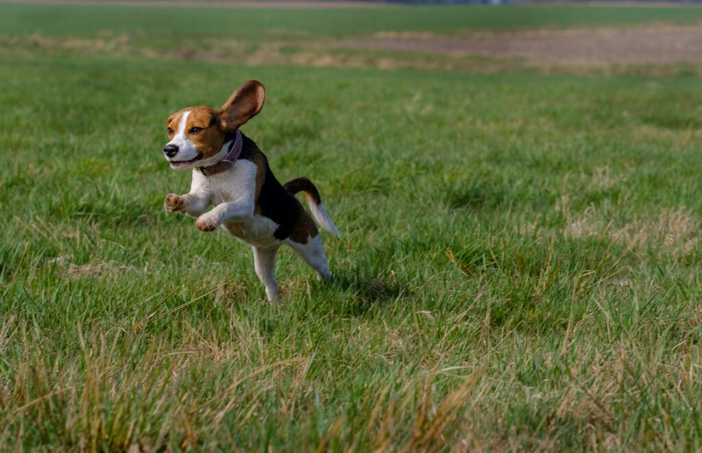 Dog Kennels Fremantle Beagles