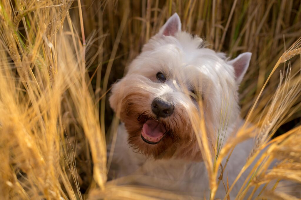 cairn terrier kennels